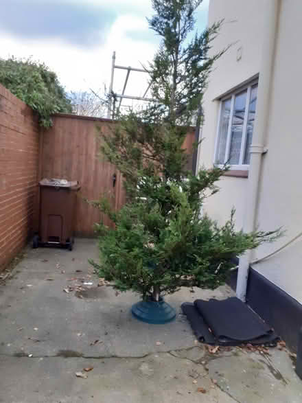 Photo of free Real christmas tree (Southport PR8) #2