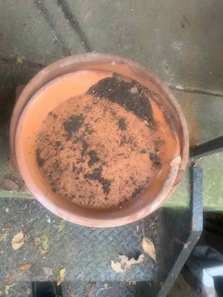 Photo of free 12 plant pots- a variety of sizes (Silver Spring, MD Four Corners) #4