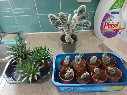 Photo of free |Baby cactus & succulents (Southsea PO5) #1