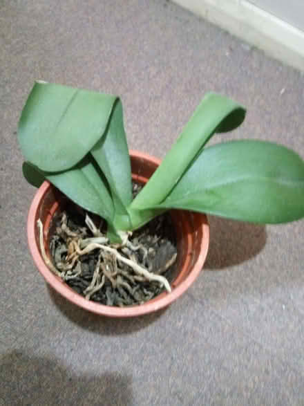 Photo of free Houseplants (Eastville BS5) #1