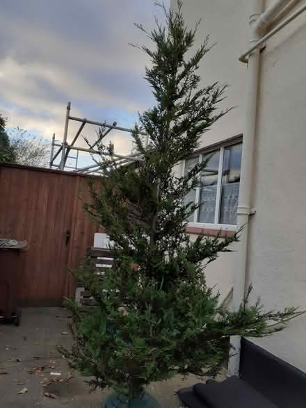 Photo of free Real christmas tree (Southport PR8) #1