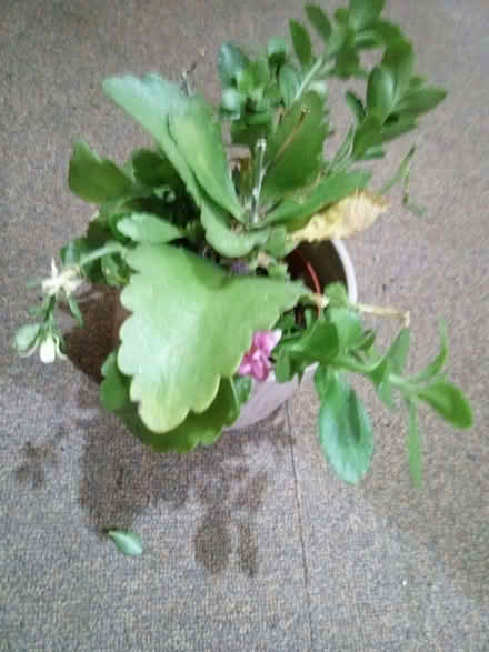 Photo of free Houseplants (Eastville BS5) #3