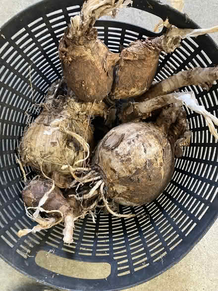 Photo of free Amaryllis belladonna flower bulbs (West Petaluma) #2