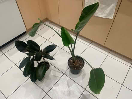 Photo of free House plants for adoption (Markham) #1