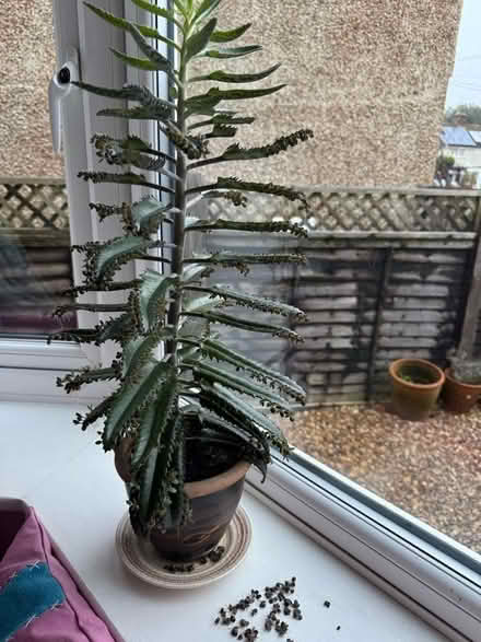 Photo of free House plant babies (Risinghurst OX3) #2