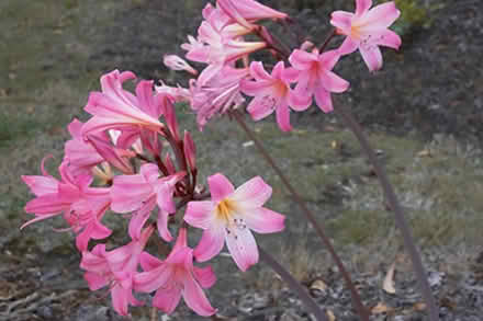 Photo of free Amaryllis belladonna flower bulbs (West Petaluma) #1