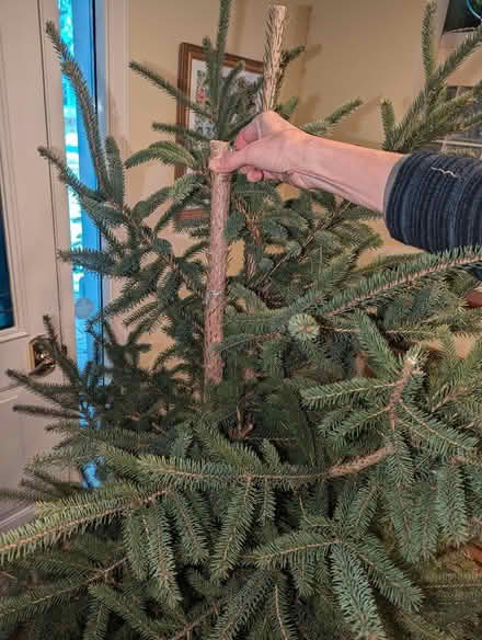 Photo of free Xmas tree (Old Barrhaven) #2