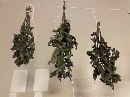 Photo of free Dried Catnip Bundles (Midtown) #1