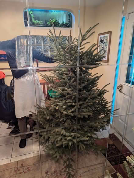 Photo of free Xmas tree (Old Barrhaven) #3