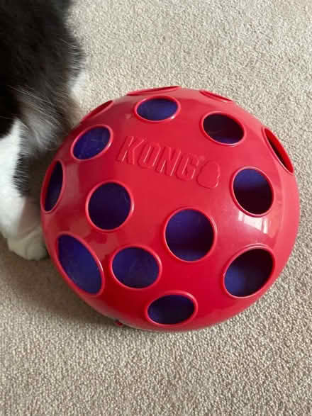 Photo of free Kong cat toy (Pin Green Industrial Area SG1) #1