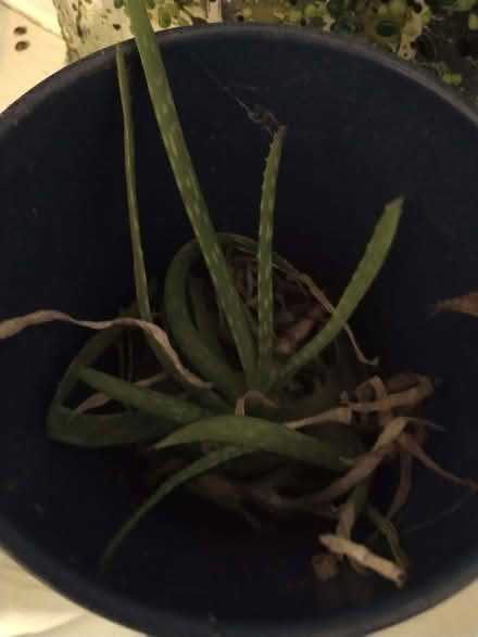 Photo of free Aloe Vera Babies (Lakenham NR1) #1