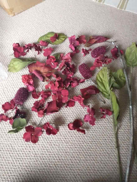 Photo of free Flowers for crafting (Loughton IG10) #1