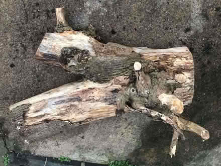 Photo of free One large piece of wood (Leamington Spa (CV32)) #2