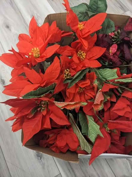 Photo of free Artificial poinsettias (East Somerville) #1