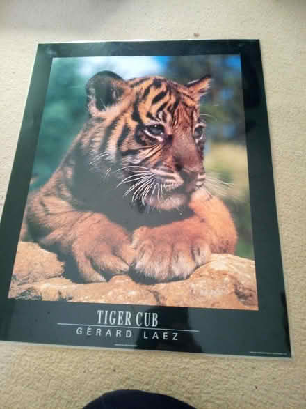 Photo of free Tiger poster (Leek Wootton CV35) #1