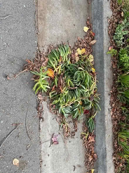 Photo of free Ice plant cuttings, Yellow flower (Near De Anza College) #2