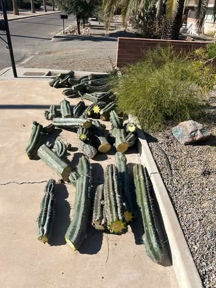 Photo of free Big columnar cactus pieces (Campbell and Grant) #1