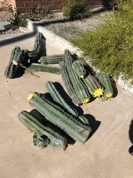 Photo of free Big columnar cactus pieces (Campbell and Grant) #3