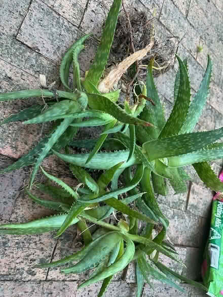 Photo of free Aloe Vera Penshurst (Penshurst) #1