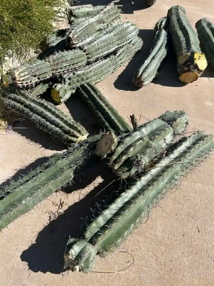 Photo of free Big columnar cactus pieces (Campbell and Grant) #2