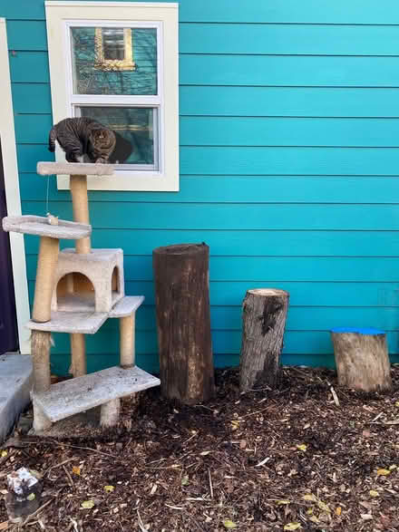 Photo of tree stump (North Berkeley) #1