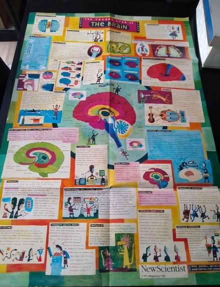 Photo of free Large poster How the brain works (South Abingdon OX14) #1