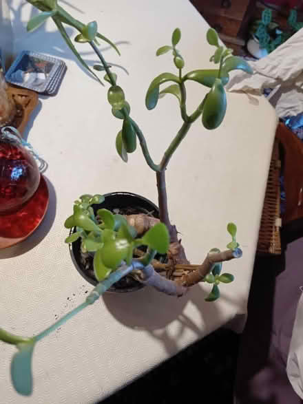 Photo of free Jade plant (Swanshurst B13) #1