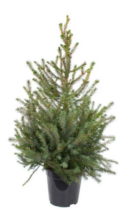 Photo of Potted trees (Ba2 6SN) #1
