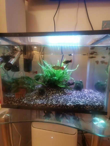 Photo of free Platy fish (CV3) #1