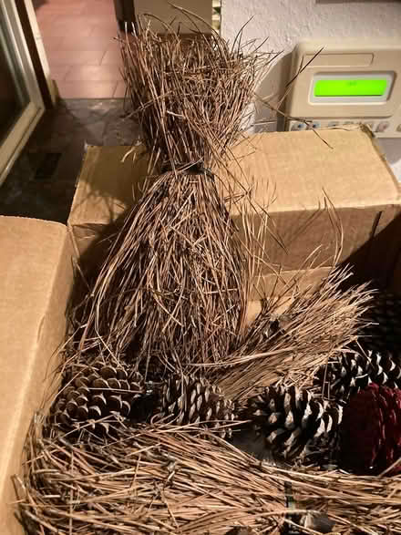 Photo of free pine twigs & cones (Crossroads in Bellevue WA) #1