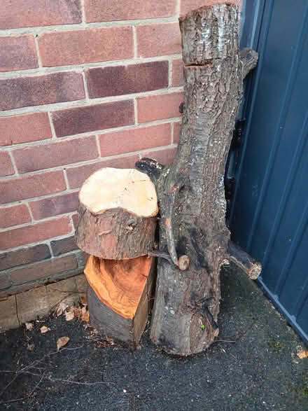 Photo of free Firewood (Wollaton ng8) #1