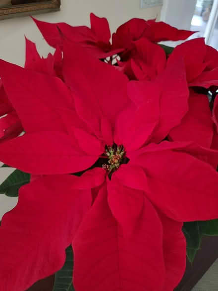 Photo of free Poinsettia (Odenton) #1