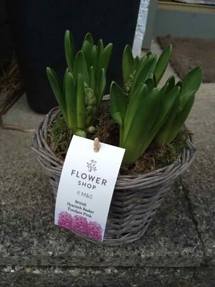 Photo of free Hyacinth plant gift (Prestonfield EH16) #1