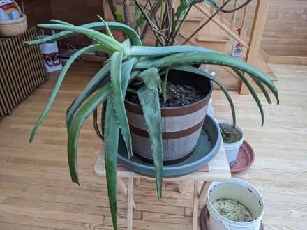 Photo of free Aloe Vera Plant (West Salem off Bonny Way) #1