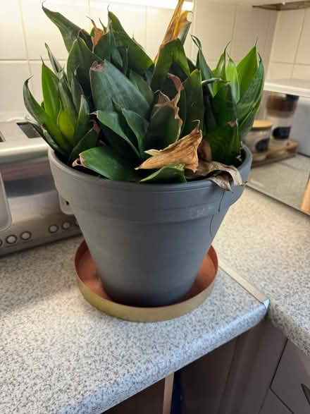 Photo of free Snake plant (Rugby CV22) #1