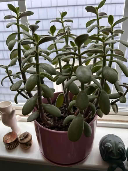 Photo of free Various house plants (Colonial place) #2