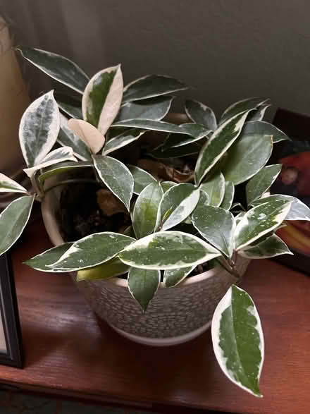 Photo of free Various house plants (Colonial place) #1