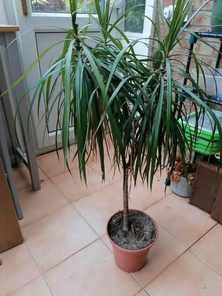 Photo of free House plant (Littleport CB6) #1