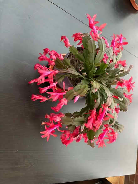 Photo of free Christmas cactus (Blackbrook WA2) #1