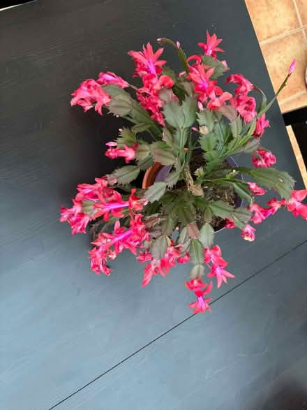 Photo of free Christmas cactus (Blackbrook WA2) #2