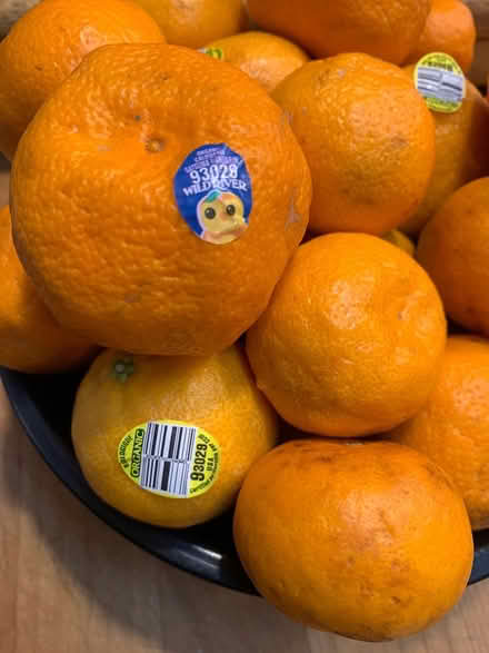 Photo of free Organic mandarins (Lake City/Meadowbrook) #2