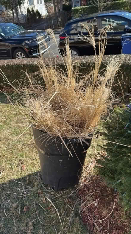 Photo of free Hay, straw, dried grass, animal bed (Rye Neck) #1