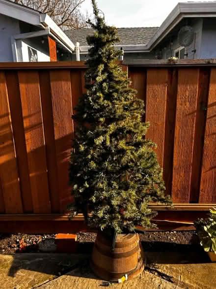 Photo of free Christmas tree (Fremont) #2