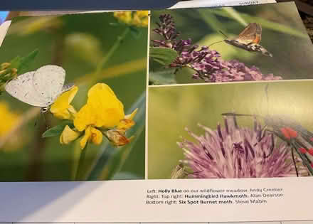 Photo of free Wildlife of Clennon calendar pictures (AB15) #3