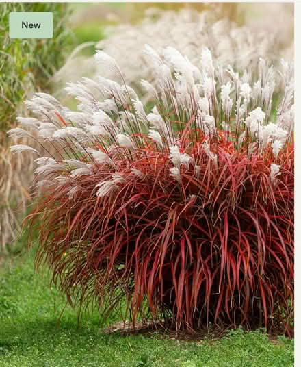 Photo of Miscanthus (Clayton Green PR6) #1