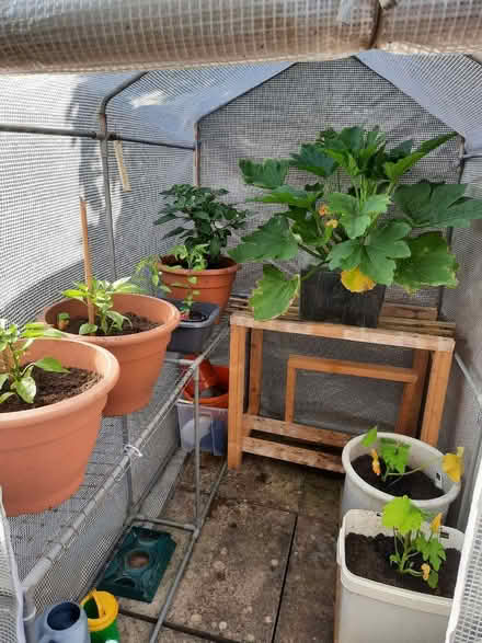 Photo of free Put up green house (Welton LN2) #3