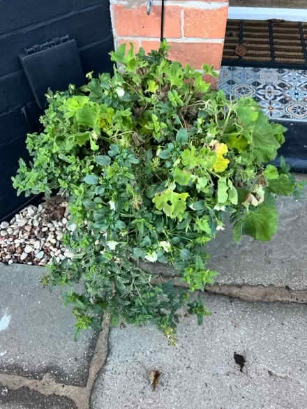 Photo of free Garden tubs with plants (x 2) (West Bridgford NG2) #1