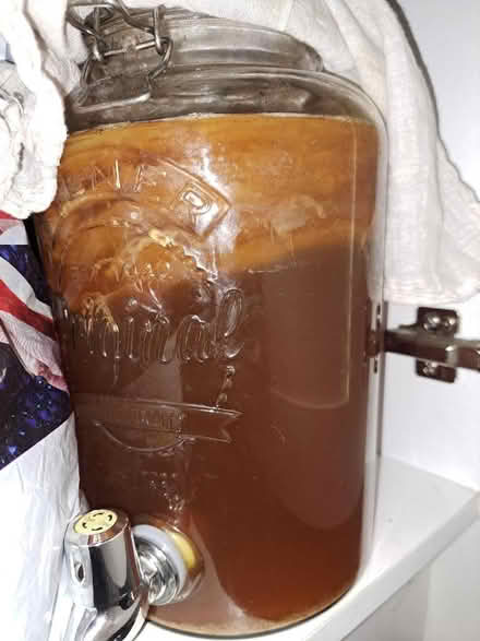 Photo of free Kombucha scoby (Strood ME2) #1