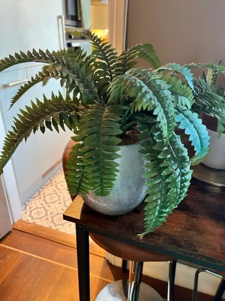 Photo of free Fern plant (fake) (West Bridgford NG2) #1