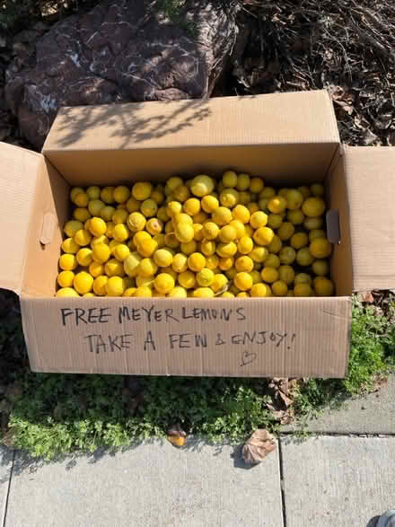 Photo of free Meyer lemons (Downtown Mountain View) #1